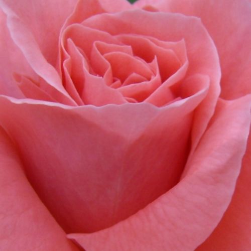 Trandafiri online - Orange - Roz - trandafir pentru straturi Floribunda - trandafir cu parfum intens - Rosa Favorite® - Louis Lens - Foarte arătos, înfloreşte din belșug,  plantat în grup atrage pivirea.